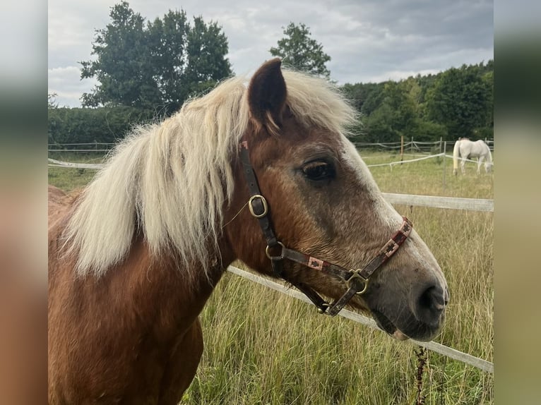 Haflinger Stute 34 Jahre 135 cm Dunkelfuchs in Strullendorf