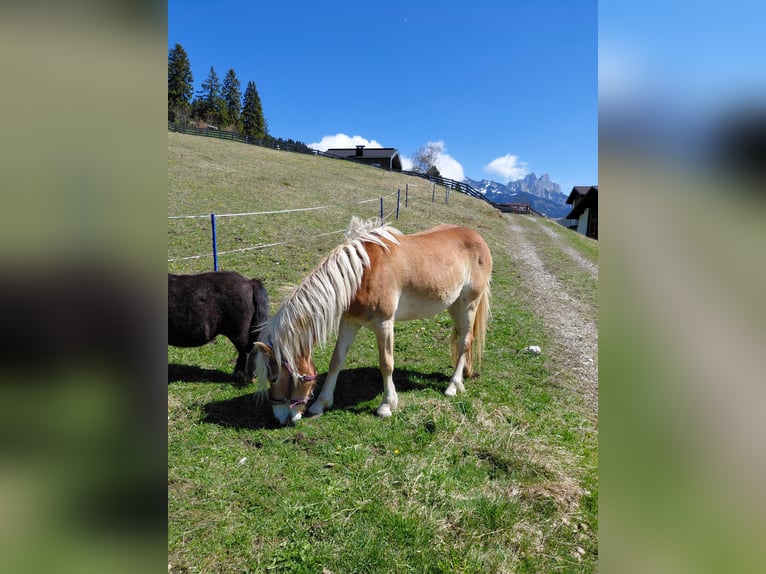 Haflinger Stute 3 Jahre 137 cm Rotfuchs in Tannheim