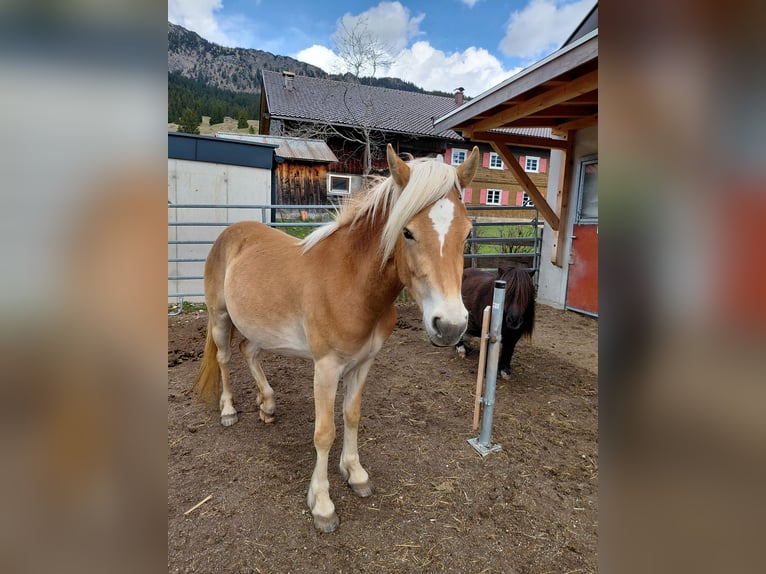 Haflinger Stute 3 Jahre 137 cm Rotfuchs in Tannheim