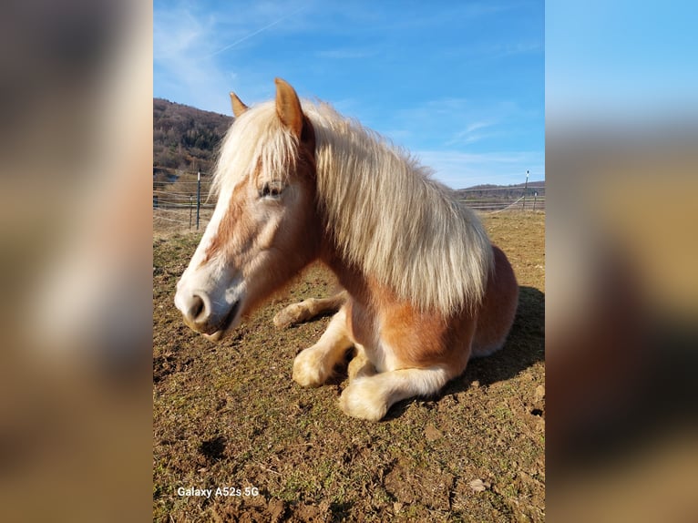 Haflinger Stute 3 Jahre 140 cm Fuchs in Ebermannstadt