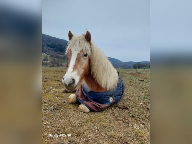 Haflinger Stute 3 Jahre 140 cm Fuchs in Ebermannstadt