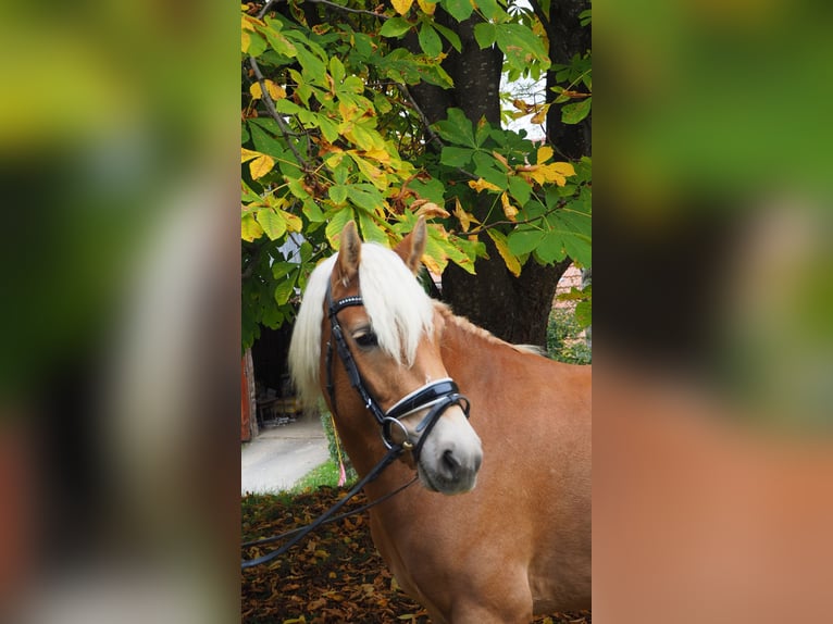 Haflinger Stute 3 Jahre 140 cm Rotfuchs in M&#xFC;hlen