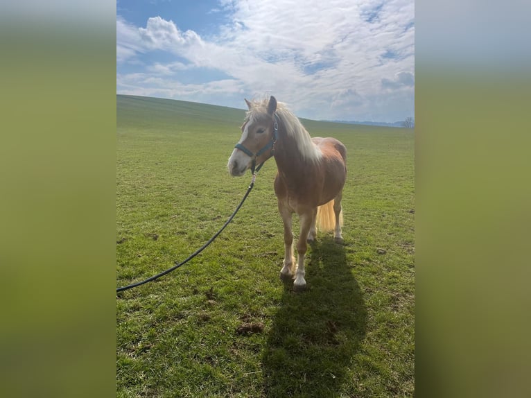 Haflinger Stute 3 Jahre 142 cm Dunkelfuchs in Eisenberg