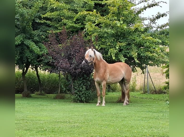 Haflinger Stute 3 Jahre 142 cm Fuchs in Kutenholz