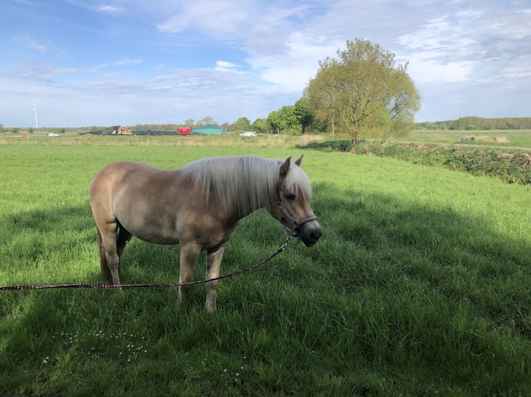 Haflinger Stute 3 Jahre 142 cm Fuchs in Kutenholz