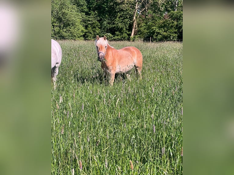 Haflinger Stute 3 Jahre 142 cm Fuchs in Kutenholz