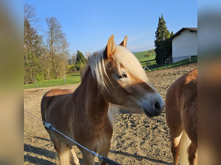 Haflinger Stute 3 Jahre 143 cm Fuchs in Oberndorf an der Melk