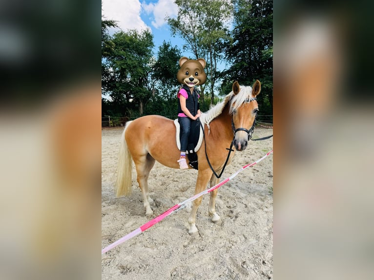 Haflinger Mix Stute 3 Jahre 143 cm Fuchs in Wallenhorst