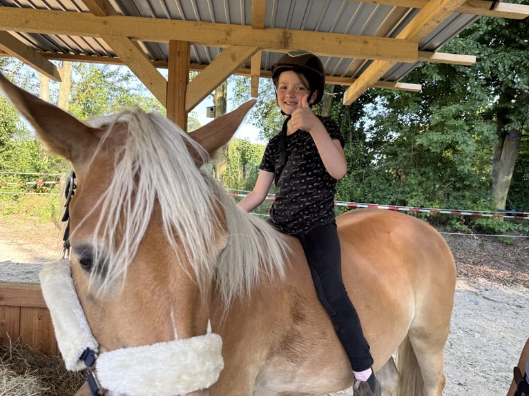 Haflinger Mix Stute 3 Jahre 143 cm Fuchs in Wallenhorst