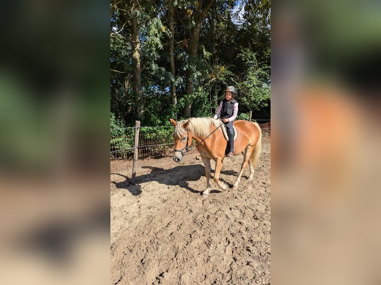 Haflinger Mix Stute 3 Jahre 143 cm Fuchs in Wallenhorst