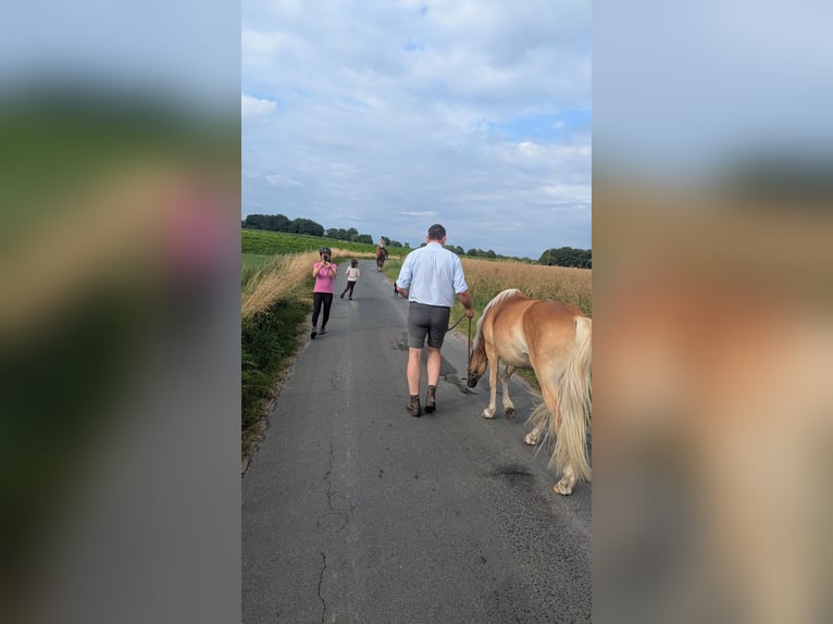 Haflinger Mix Stute 3 Jahre 143 cm Fuchs in Wallenhorst