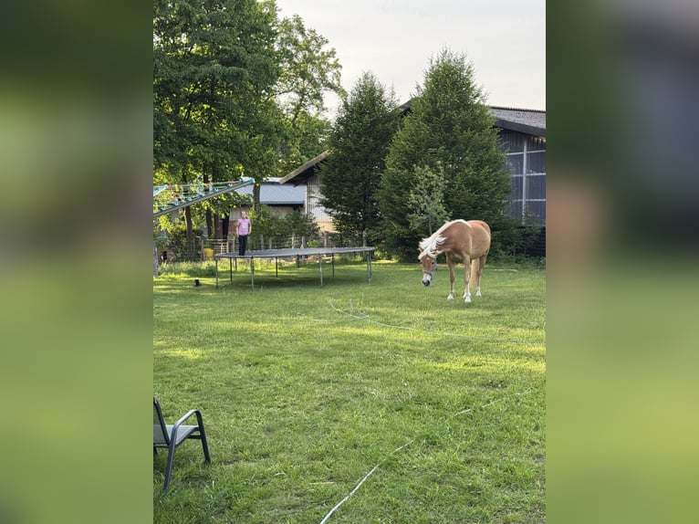 Haflinger Mix Stute 3 Jahre 143 cm Fuchs in Wallenhorst