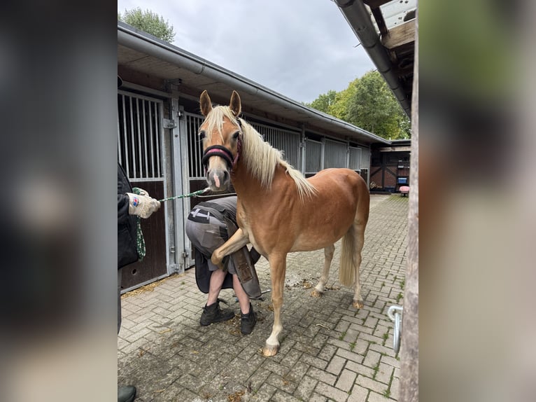 Haflinger Mix Stute 3 Jahre 143 cm Fuchs in Wallenhorst