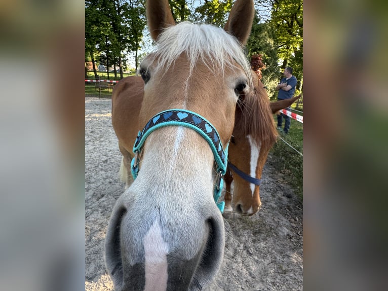 Haflinger Mix Stute 3 Jahre 143 cm Fuchs in Wallenhorst