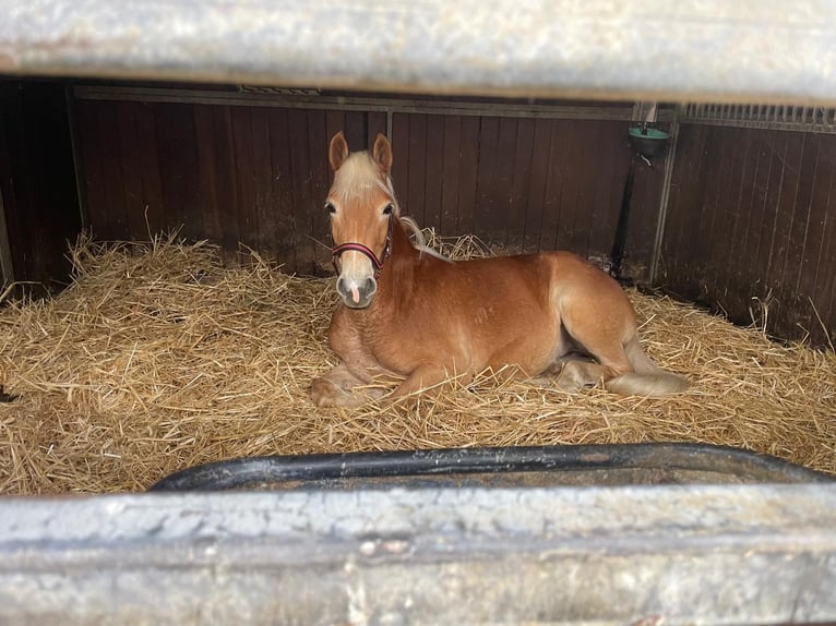 Haflinger Mix Stute 3 Jahre 143 cm Fuchs in Wallenhorst