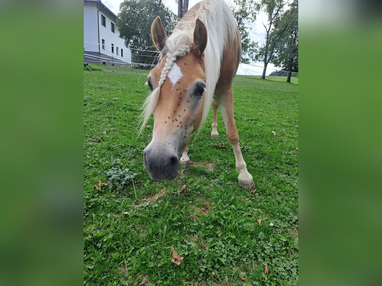 Haflinger Stute 3 Jahre 143 cm Fuchs in Zell an der Pram