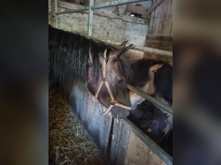 Haflinger Mix Stute 3 Jahre 144 cm Rappe in Sömmerda Ortsteil Orlishausen