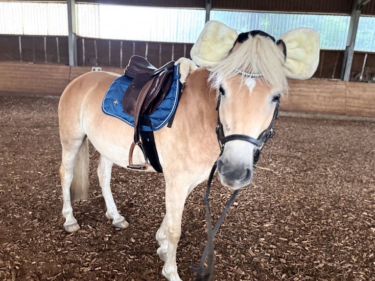 Haflinger Stute 3 Jahre 145 cm in Engstingen Haflinger Stute 3 Jahre 145 cm in Engstingen