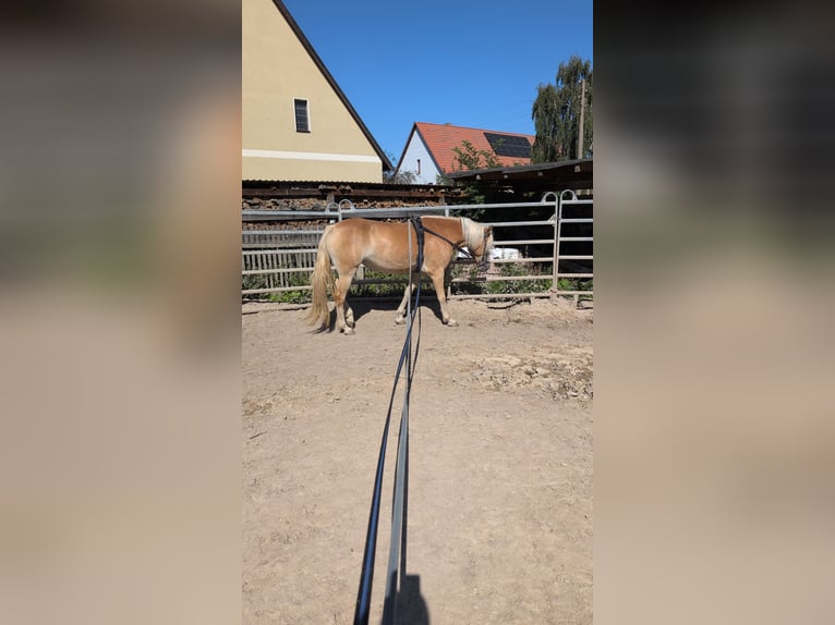Haflinger Stute 3 Jahre 145 cm in D&#xF6;britschen