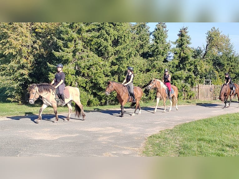 Haflinger Stute 3 Jahre 145 cm in Döbritschen Haflinger Stute 3 Jahre 145 cm in Döbritschen