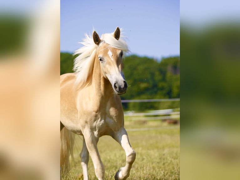 Haflinger Stute 3 Jahre 145 cm Fuchs in Leutershausen