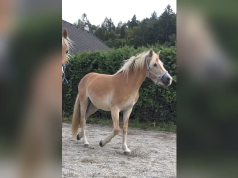 Haflinger Stute 3 Jahre 145 cm Fuchs in Lind ob Velden