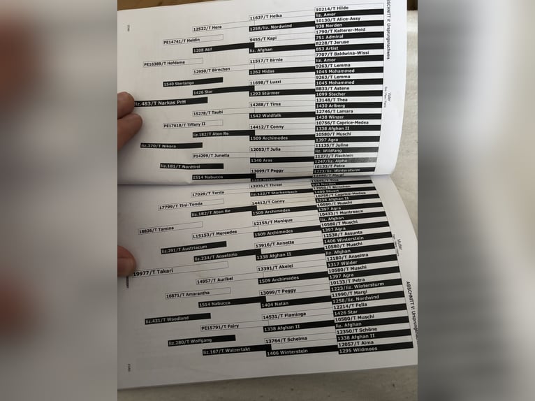 Haflinger Stute 3 Jahre 145 cm Fuchs in Lind ob Velden