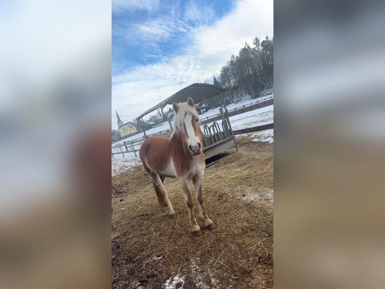 Haflinger Stute 3 Jahre 145 cm Fuchs in Lind ob Velden