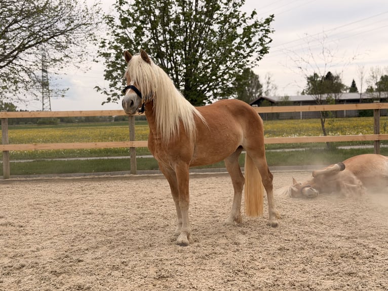 Haflinger Stute 3 Jahre 145 cm Fuchs in Buchloe