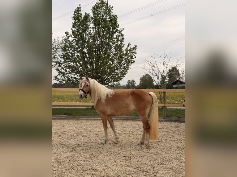 Haflinger Stute 3 Jahre 145 cm Fuchs in Buchloe