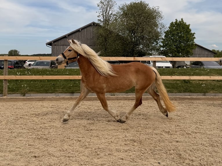 Haflinger Stute 3 Jahre 145 cm Fuchs in Buchloe
