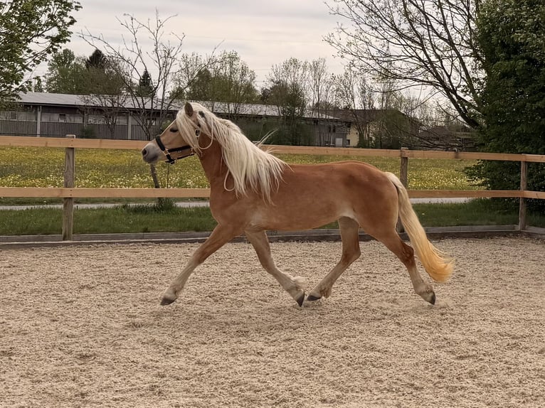 Haflinger Stute 3 Jahre 145 cm Fuchs in Buchloe