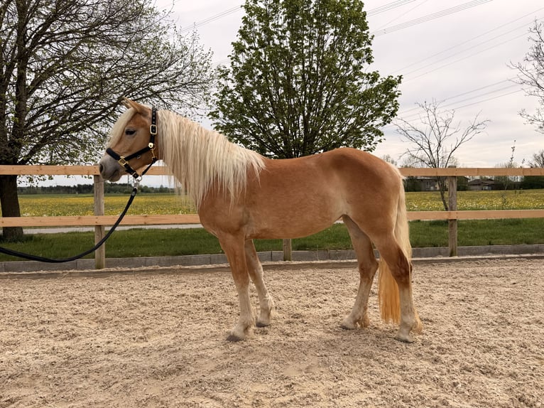 Haflinger Stute 3 Jahre 145 cm Fuchs in Buchloe