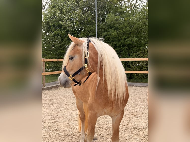Haflinger Stute 3 Jahre 145 cm Fuchs in Buchloe