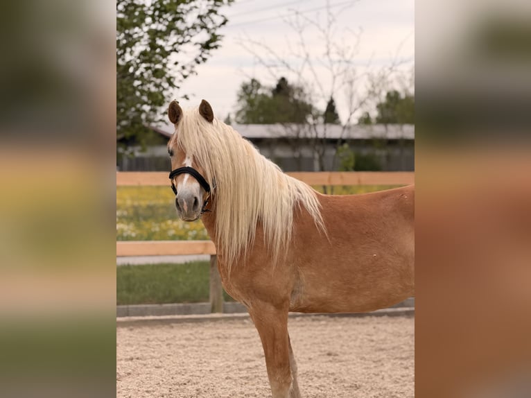 Haflinger Stute 3 Jahre 145 cm Fuchs in Buchloe