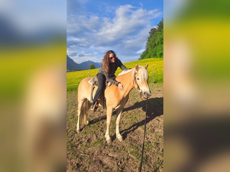 Haflinger Stute 3 Jahre 145 cm Palomino in Buch