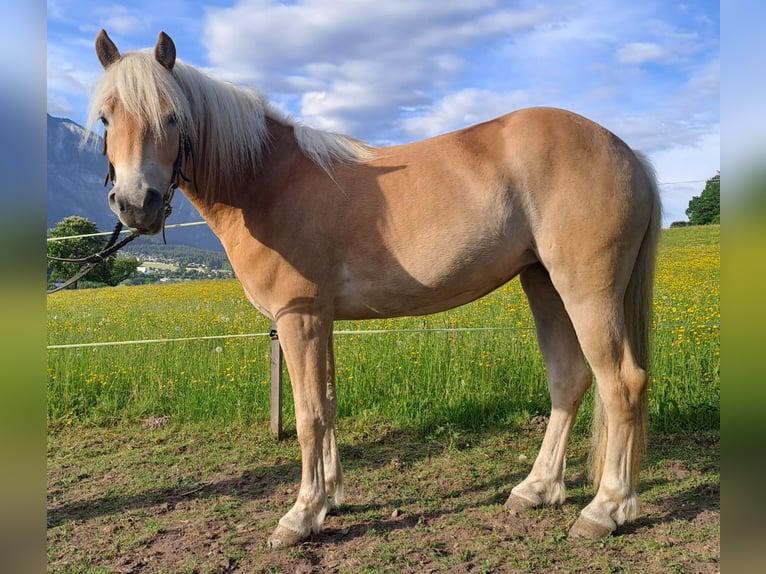 Haflinger Stute 3 Jahre 145 cm Palomino in Buch