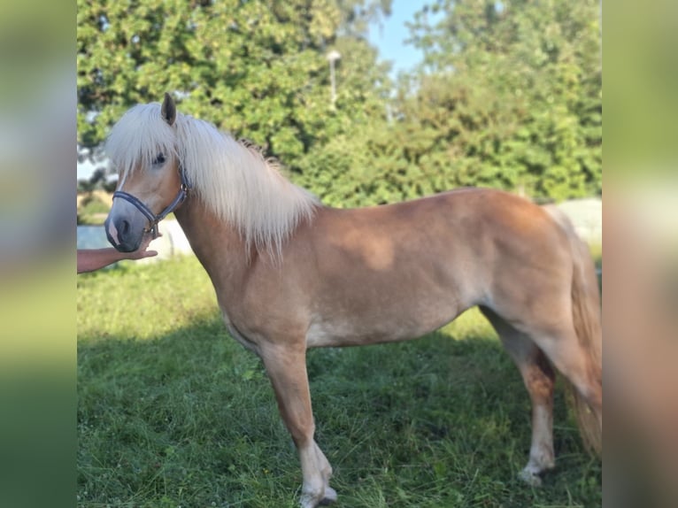Haflinger Stute 3 Jahre 146 cm  in Veilsdorf