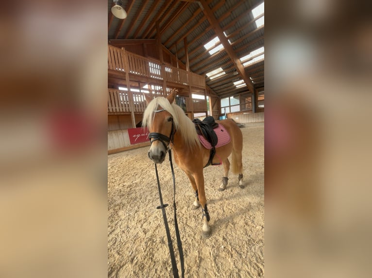 Haflinger Stute 3 Jahre 146 cm Fuchs in Kuchl
