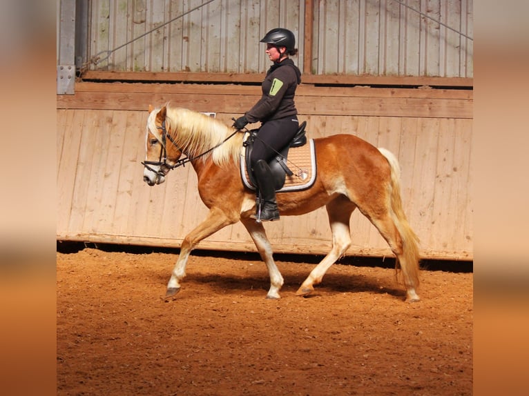 Haflinger Stute 3 Jahre 146 cm Fuchs in Engelsbrand