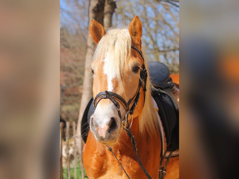 Haflinger Stute 3 Jahre 146 cm Fuchs in Engelsbrand