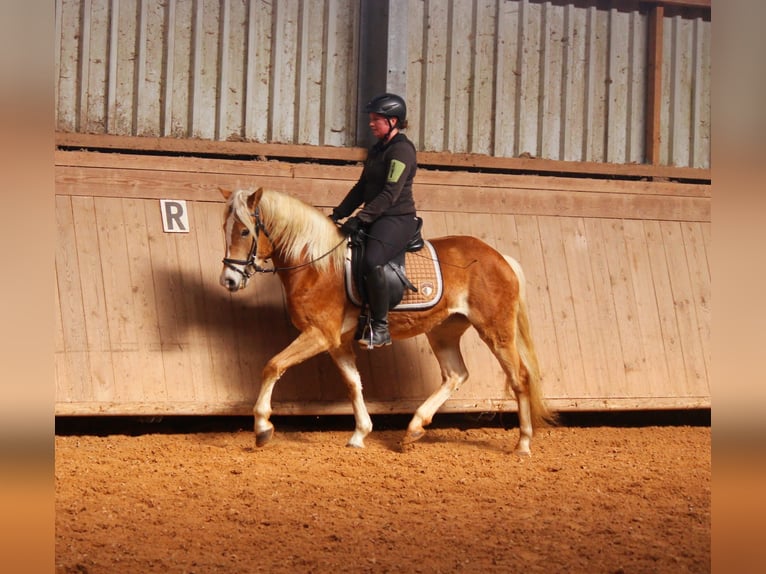 Haflinger Stute 3 Jahre 146 cm Fuchs in Engelsbrand