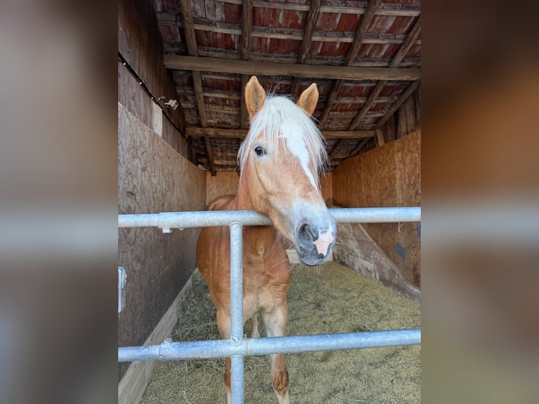 Haflinger Stute 3 Jahre 146 cm Fuchs in Engelsbrand