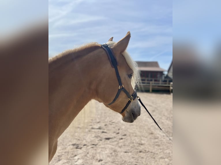 Haflinger Stute 3 Jahre 146 cm Fuchs in Itzgrund