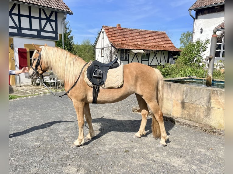 Haflinger Stute 3 Jahre 146 cm Fuchs in Itzgrund