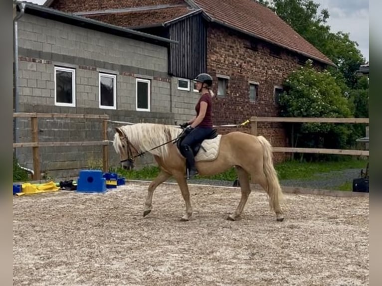 Haflinger Stute 3 Jahre 146 cm Fuchs in Itzgrund