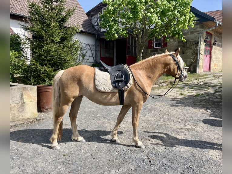 Haflinger Stute 3 Jahre 146 cm Fuchs in Itzgrund