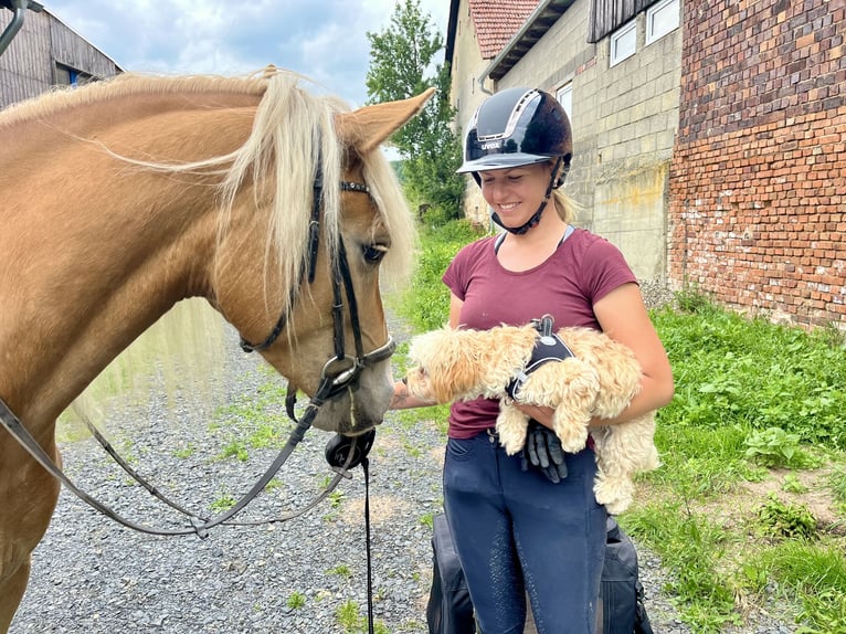 Haflinger Stute 3 Jahre 146 cm Fuchs in Itzgrund