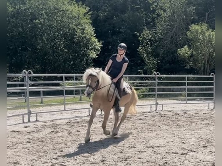 Haflinger Stute 3 Jahre 146 cm Fuchs in Itzgrund