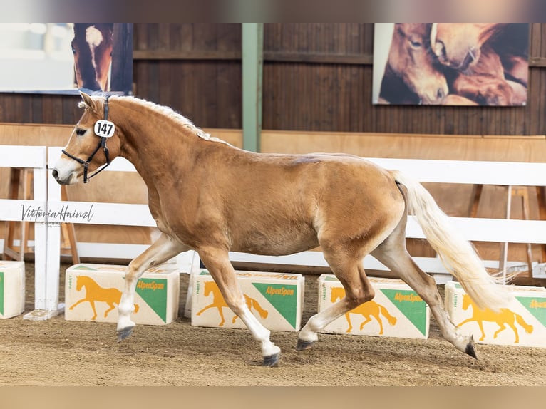 Haflinger Stute 3 Jahre 146 cm Fuchs in Stadtschlaining